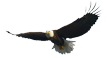 Eagle Communications - Leadership For The Future